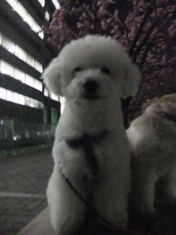 ビションフリーゼトリミング文京区フントヒュッテ駒込ビションフリーゼテディベアカット画像犬カットモデル都内ビショントリミングサロン東京hundehutte_186
