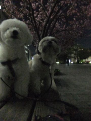ビションフリーゼトリミング文京区フントヒュッテ駒込ビションフリーゼテディベアカット画像犬カットモデル都内ビショントリミングサロン東京hundehutte_187