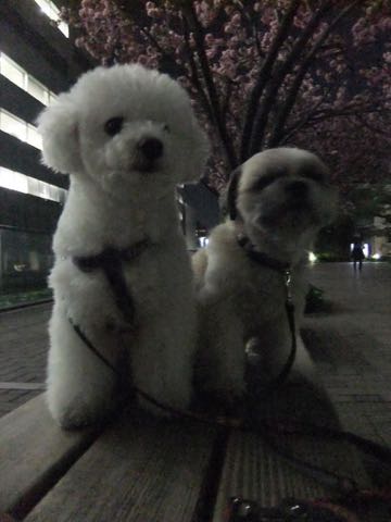 ビションフリーゼトリミング文京区フントヒュッテ駒込ビションフリーゼテディベアカット画像犬カットモデル都内ビショントリミングサロン東京hundehutte_188