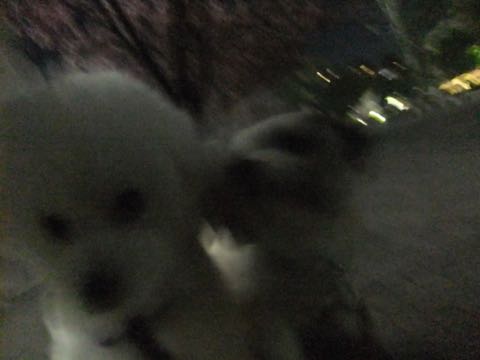 ビションフリーゼトリミング文京区フントヒュッテ駒込ビションフリーゼテディベアカット画像犬カットモデル都内ビショントリミングサロン東京hundehutte_189