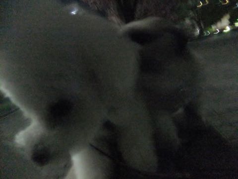 ビションフリーゼトリミング文京区フントヒュッテ駒込ビションフリーゼテディベアカット画像犬カットモデル都内ビショントリミングサロン東京hundehutte_190