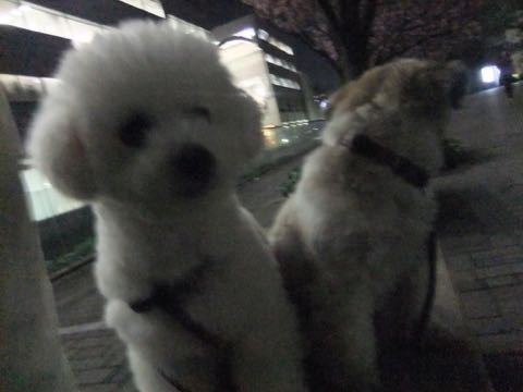 ビションフリーゼトリミング文京区フントヒュッテ駒込ビションフリーゼテディベアカット画像犬カットモデル都内ビショントリミングサロン東京hundehutte_192