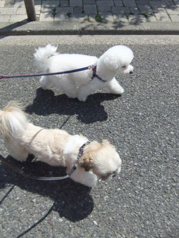 ビションフリーゼトリミング文京区フントヒュッテ駒込ビションフリーゼテディベアカット画像犬カットモデル都内ビショントリミングサロン東京hundehutte_193
