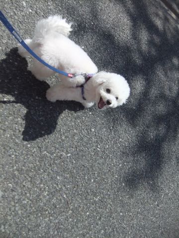 ビションフリーゼトリミング文京区フントヒュッテ駒込ビションフリーゼテディベアカット画像犬カットモデル都内ビショントリミングサロン東京hundehutte_194