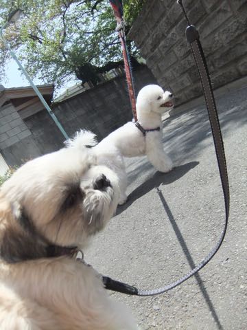 ビションフリーゼトリミング文京区フントヒュッテ駒込ビションフリーゼテディベアカット画像犬カットモデル都内ビショントリミングサロン東京hundehutte_196