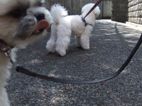ビションフリーゼトリミング文京区フントヒュッテ駒込ビションフリーゼテディベアカット画像犬カットモデル都内ビショントリミングサロン東京hundehutte_197