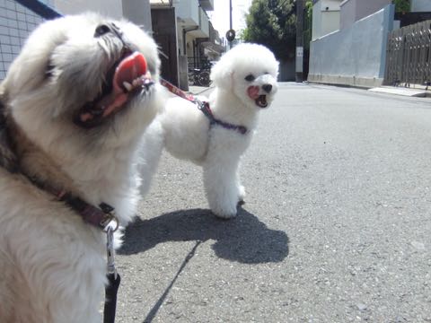 ビションフリーゼトリミング文京区フントヒュッテ駒込ビションフリーゼテディベアカット画像犬カットモデル都内ビショントリミングサロン東京hundehutte_198