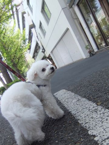 ビションフリーゼトリミング文京区フントヒュッテ駒込ビションフリーゼテディベアカット画像犬カットモデル都内ビショントリミングサロン東京hundehutte_201