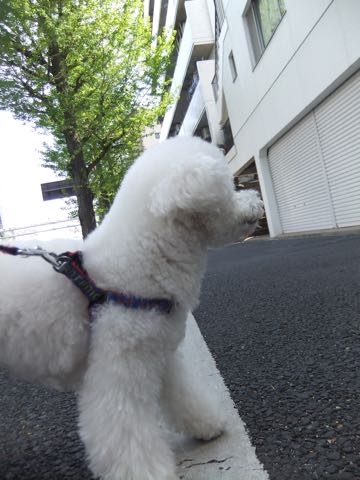 ビションフリーゼトリミング文京区フントヒュッテ駒込ビションフリーゼテディベアカット画像犬カットモデル都内ビショントリミングサロン東京hundehutte_202