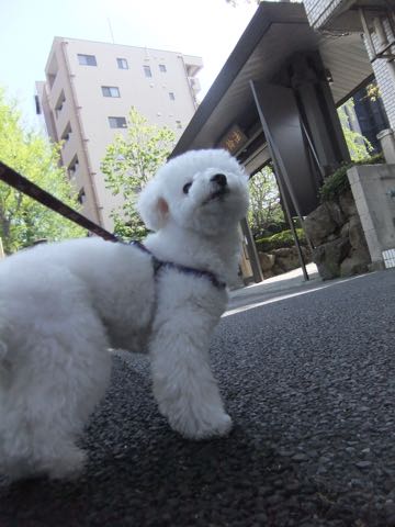 ビションフリーゼトリミング文京区フントヒュッテ駒込ビションフリーゼテディベアカット画像犬カットモデル都内ビショントリミングサロン東京hundehutte_203