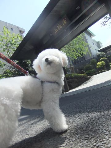 ビションフリーゼトリミング文京区フントヒュッテ駒込ビションフリーゼテディベアカット画像犬カットモデル都内ビショントリミングサロン東京hundehutte_204
