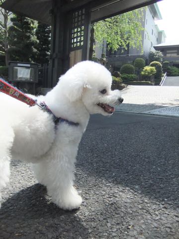 ビションフリーゼトリミング文京区フントヒュッテ駒込ビションフリーゼテディベアカット画像犬カットモデル都内ビショントリミングサロン東京hundehutte_205