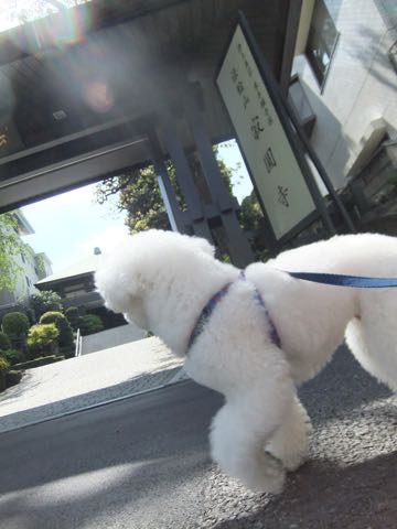 ビションフリーゼトリミング文京区フントヒュッテ駒込ビションフリーゼテディベアカット画像犬カットモデル都内ビショントリミングサロン東京hundehutte_206
