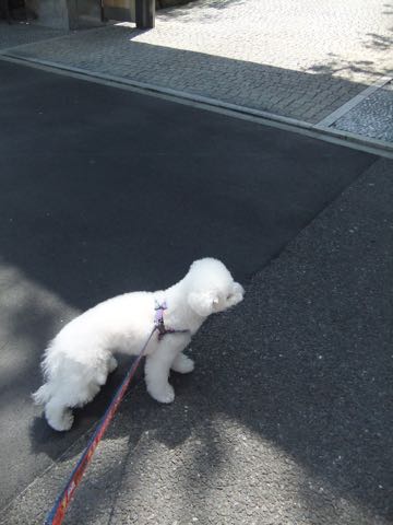 ビションフリーゼトリミング文京区フントヒュッテ駒込ビションフリーゼテディベアカット画像犬カットモデル都内ビショントリミングサロン東京hundehutte_207