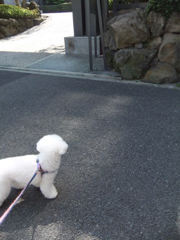 ビションフリーゼトリミング文京区フントヒュッテ駒込ビションフリーゼテディベアカット画像犬カットモデル都内ビショントリミングサロン東京hundehutte_208