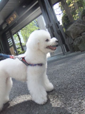 ビションフリーゼトリミング文京区フントヒュッテ駒込ビションフリーゼテディベアカット画像犬カットモデル都内ビショントリミングサロン東京hundehutte_209