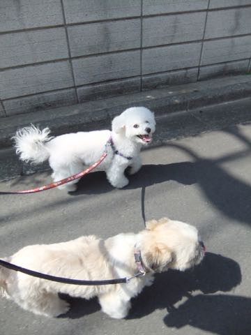 ビションフリーゼトリミング文京区フントヒュッテ駒込ビションフリーゼテディベアカット画像犬カットモデル都内ビショントリミングサロン東京hundehutte_210
