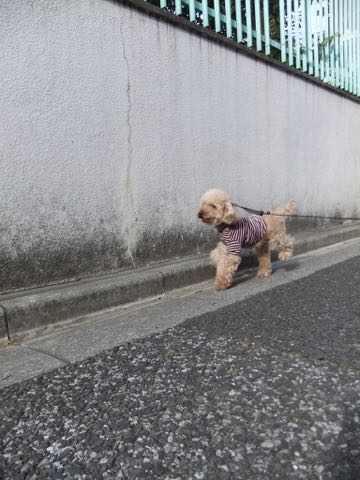 トイ・プードルトリミング文京区トイプードルテディベアカット都内トリミングサロン東京フントヒュッテ駒込トイプーカットスタイルテディベアカット画像_104