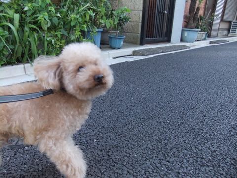 トイ・プードルトリミング文京区トイプードルテディベアカット都内トリミングサロン東京フントヒュッテ駒込トイプーカットスタイルテディベアカット画像_109