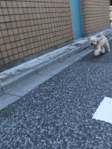 トイ・プードルトリミング文京区トイプードルテディベアカット都内トリミングサロン東京フントヒュッテ駒込トイプーカットスタイルテディベアカット画像_118