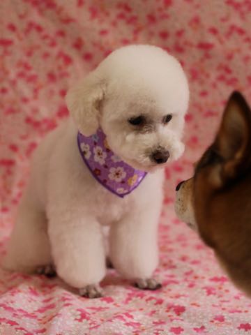 トイ・プードルペットホテル様子おさんぽ犬おあずかり文京区フントヒュッテ東京トイプードルトリミング画像都内ペットホテル駒込_312