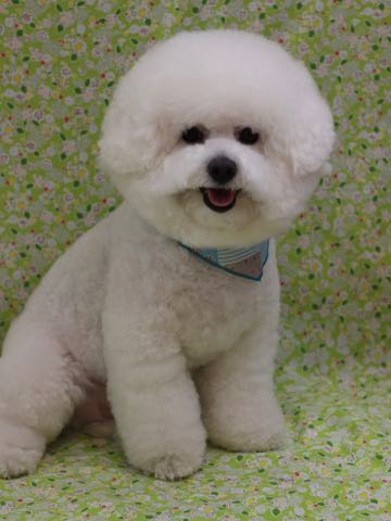 ビションフリーゼトリミング文京区フントヒュッテ東京ビションフリーゼカット画像hundehutteビション丸くカット都内トリマー_2