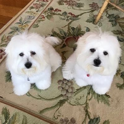 バーブラ・ストライサンドクローン犬_バーブラ・ストライサンド、亡くなった愛犬のクローンを飼っていると明かす_4