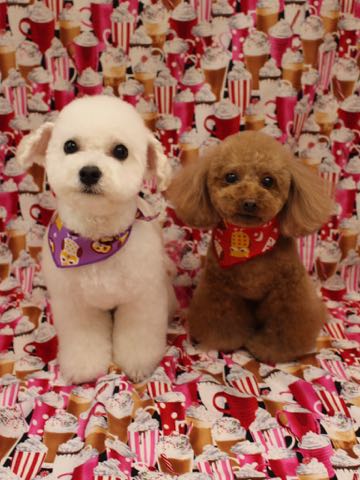 トイ・プードル極小サイズティーカッププードル東京トイプードルトリミング画像フントヒュッテ駒込ビションフリーゼトリミング文京区ペットホテル都内_340