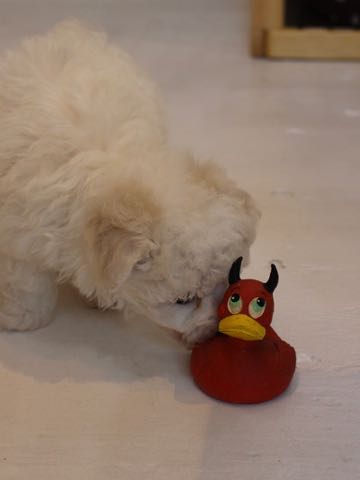 ビションフリーゼこいぬ情報フントヒュッテビションこいぬ画像子犬の社会化ビション赤ちゃんアメリカンチャンピオン直子かわいいビションフリーゼ東京ビション出産情報性格ビション家族募集中_70