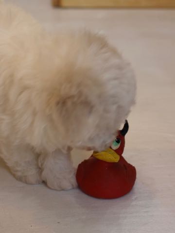 ビションフリーゼこいぬ情報フントヒュッテビションこいぬ画像子犬の社会化ビション赤ちゃんアメリカンチャンピオン直子かわいいビションフリーゼ東京ビション出産情報性格ビション家族募集中_71