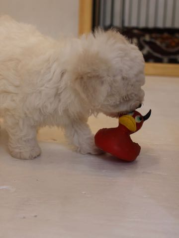 ビションフリーゼこいぬ情報フントヒュッテビションこいぬ画像子犬の社会化ビション赤ちゃんアメリカンチャンピオン直子かわいいビションフリーゼ東京ビション出産情報性格ビション家族募集中_73