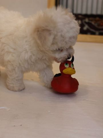ビションフリーゼこいぬ情報フントヒュッテビションこいぬ画像子犬の社会化ビション赤ちゃんアメリカンチャンピオン直子かわいいビションフリーゼ東京ビション出産情報性格ビション家族募集中_74
