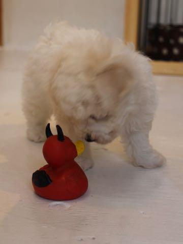 ビションフリーゼこいぬ情報フントヒュッテビションこいぬ画像子犬の社会化ビション赤ちゃんアメリカンチャンピオン直子かわいいビションフリーゼ東京ビション出産情報性格ビション家族募集中_75