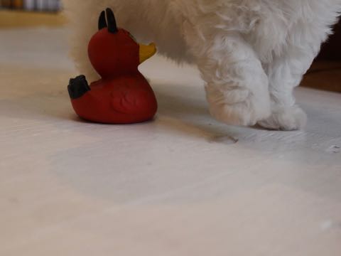 ビションフリーゼこいぬ情報フントヒュッテビションこいぬ画像子犬の社会化ビション赤ちゃんアメリカンチャンピオン直子かわいいビションフリーゼ東京ビション出産情報性格ビション家族募集中_76
