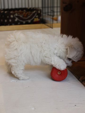 ビションフリーゼこいぬ情報フントヒュッテビションこいぬ画像子犬の社会化ビション赤ちゃんアメリカンチャンピオン直子かわいいビションフリーゼ東京ビション出産情報性格ビション家族募集中_79