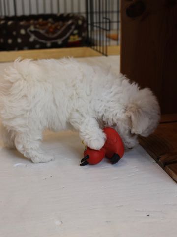 ビションフリーゼこいぬ情報フントヒュッテビションこいぬ画像子犬の社会化ビション赤ちゃんアメリカンチャンピオン直子かわいいビションフリーゼ東京ビション出産情報性格ビション家族募集中_80