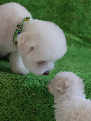 ビションフリーゼこいぬ情報フントヒュッテビションこいぬ画像子犬の社会化ビション赤ちゃんアメリカンチャンピオン直子かわいいビションフリーゼ東京ビション出産情報性格ビション家族募集中_86