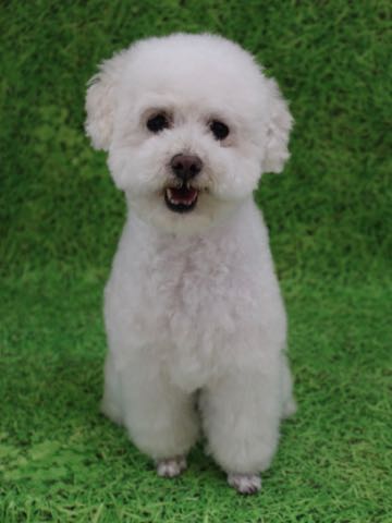 トイ・プードルペットホテル様子おさんぽ犬おあずかり文京区フントヒュッテ東京トイプードルトリミング画像都内ペットホテル駒込_362