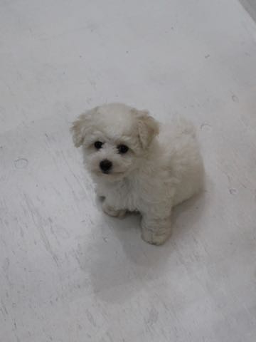 ビションフリーゼこいぬ情報フントヒュッテビションこいぬ画像子犬の社会化ビション赤ちゃんアメリカンチャンピオン直子かわいいビションフリーゼ東京ビション出産情報性格ビション家族募集中_255