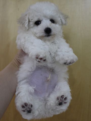ビションフリーゼこいぬ情報フントヒュッテビションこいぬ画像子犬の社会化ビション赤ちゃんアメリカンチャンピオン直子かわいいビションフリーゼ東京ビション出産情報性格ビション家族募集中_262
