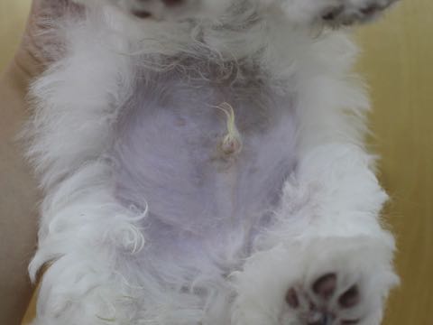 ビションフリーゼこいぬ情報フントヒュッテビションこいぬ画像子犬の社会化ビション赤ちゃんアメリカンチャンピオン直子かわいいビションフリーゼ東京ビション出産情報性格ビション家族募集中_263