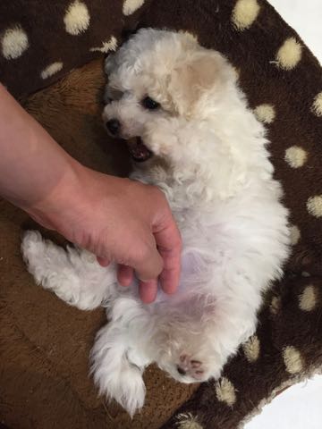 ビションフリーゼこいぬ情報フントヒュッテビションこいぬ画像子犬の社会化ビション赤ちゃんアメリカンチャンピオン直子かわいいビションフリーゼ東京ビション出産情報性格ビション家族募集中_264