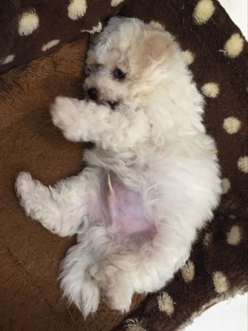 ビションフリーゼこいぬ情報フントヒュッテビションこいぬ画像子犬の社会化ビション赤ちゃんアメリカンチャンピオン直子かわいいビションフリーゼ東京ビション出産情報性格ビション家族募集中_265