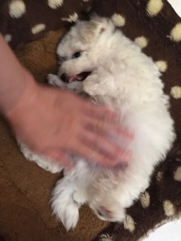 ビションフリーゼこいぬ情報フントヒュッテビションこいぬ画像子犬の社会化ビション赤ちゃんアメリカンチャンピオン直子かわいいビションフリーゼ東京ビション出産情報性格ビション家族募集中_266