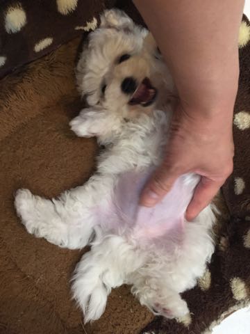 ビションフリーゼこいぬ情報フントヒュッテビションこいぬ画像子犬の社会化ビション赤ちゃんアメリカンチャンピオン直子かわいいビションフリーゼ東京ビション出産情報性格ビション家族募集中_267