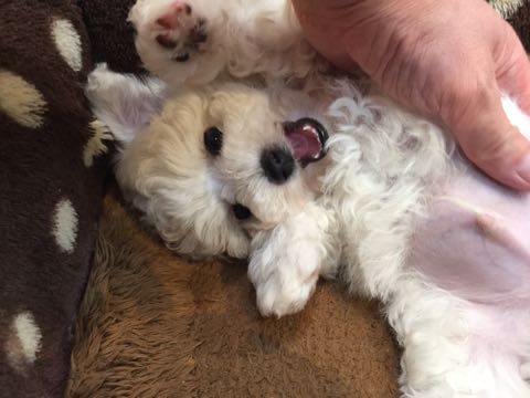 ビションフリーゼこいぬ情報フントヒュッテビションこいぬ画像子犬の社会化ビション赤ちゃんアメリカンチャンピオン直子かわいいビションフリーゼ東京ビション出産情報性格ビション家族募集中_268