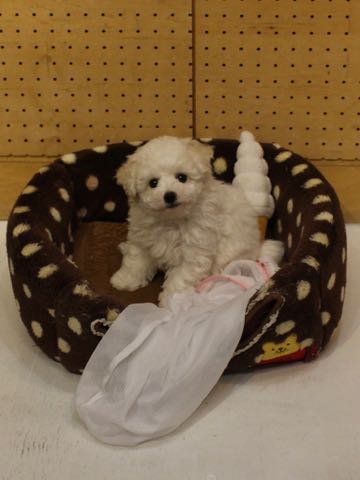 ビションフリーゼこいぬ情報フントヒュッテビションこいぬ画像子犬の社会化ビション赤ちゃんアメリカンチャンピオン直子かわいいビションフリーゼ東京ビション出産情報性格ビション家族募集中_270
