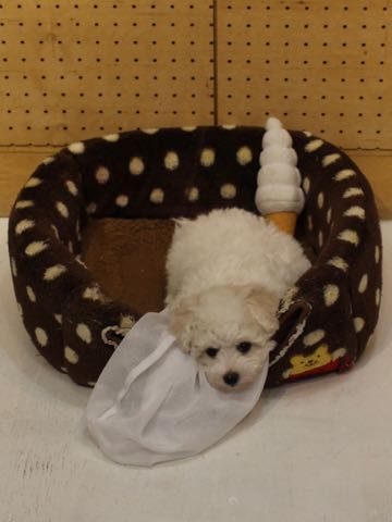 ビションフリーゼこいぬ情報フントヒュッテビションこいぬ画像子犬の社会化ビション赤ちゃんアメリカンチャンピオン直子かわいいビションフリーゼ東京ビション出産情報性格ビション家族募集中_271