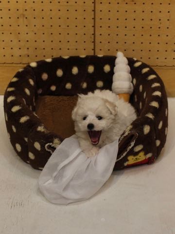 ビションフリーゼこいぬ情報フントヒュッテビションこいぬ画像子犬の社会化ビション赤ちゃんアメリカンチャンピオン直子かわいいビションフリーゼ東京ビション出産情報性格ビション家族募集中_272