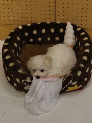 ビションフリーゼこいぬ情報フントヒュッテビションこいぬ画像子犬の社会化ビション赤ちゃんアメリカンチャンピオン直子かわいいビションフリーゼ東京ビション出産情報性格ビション家族募集中_273